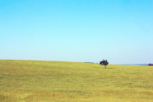 Lonely tree on the field. Summer landscape.