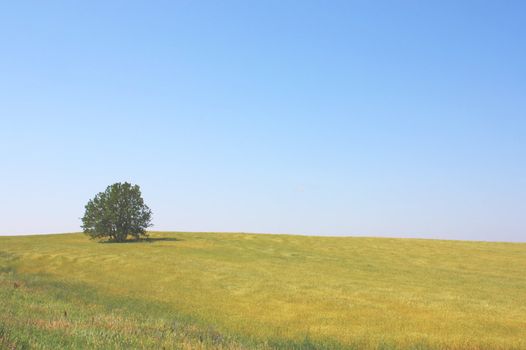 Lonely tree on the field. Summer landscape.