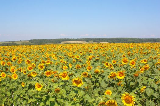 Sunflowers field under the hills. Summer landscape.