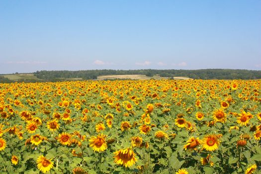 Sunflowers field under the hills. Summer landscape.