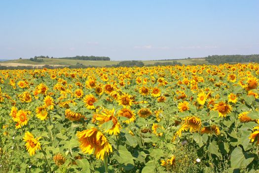 Sunflowers field under the hills. Summer landscape.