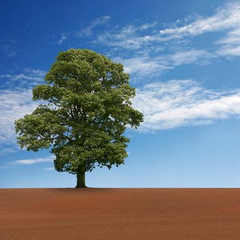 A Single Tree Standing Alone in Field with Blue Sky