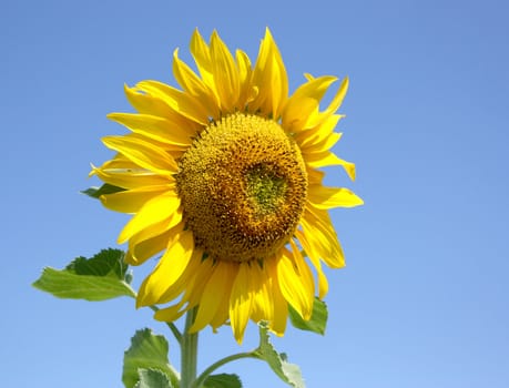 Blossom sunflower over blue sky. Shallow DOF.