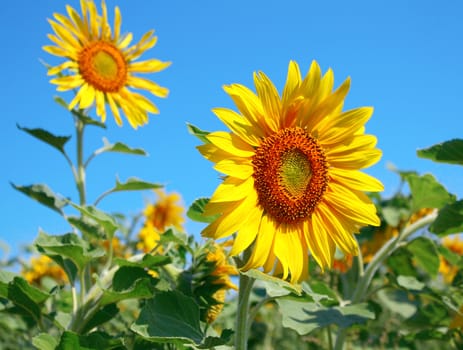 Blossom sunflower over blue sky. Shallow DOF.