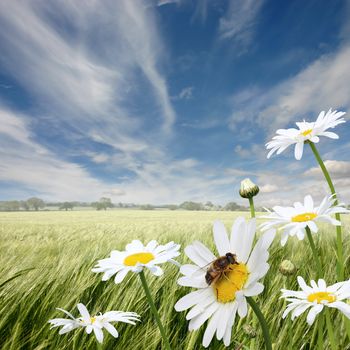 A Summer Landscape with Oxeye Daisies and Honey Bee
