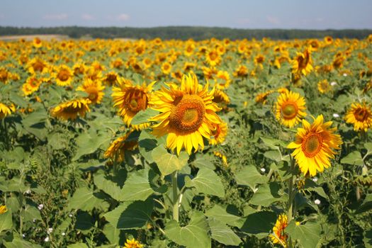 Beautiful sunflowers field