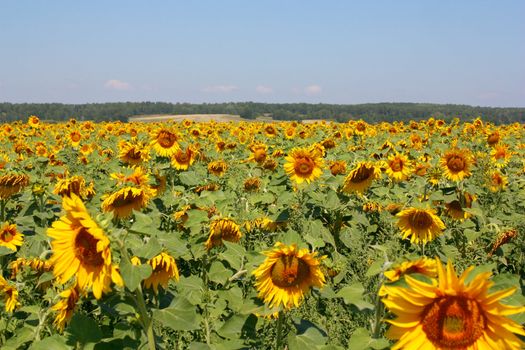 Sunflowers field under the hills