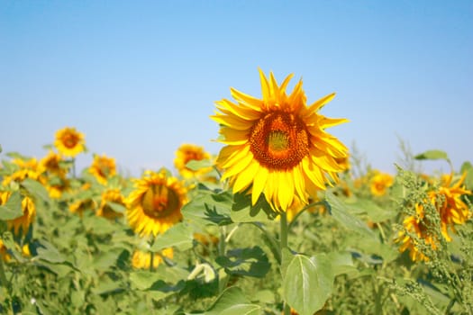 Blossom sunflower on the field. Shallow DOF.