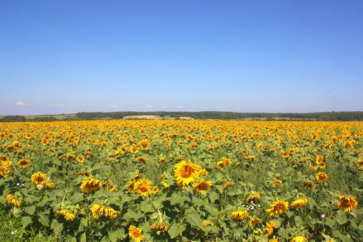 Sunflowers field under the hills