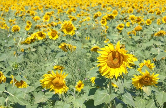 Sunflowers field. Shalow DOF.