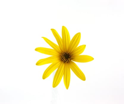 Yellow flower over white
