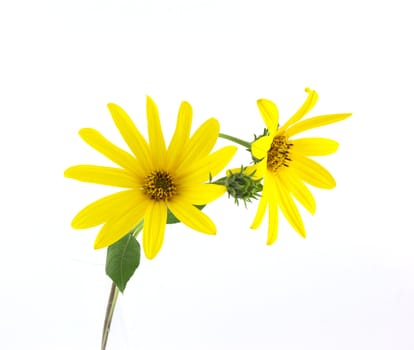 Yellow flowers over white