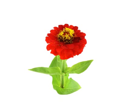 Red flower (Helenium autumnale) over white