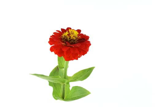 Red flower (Helenium autumnale) over white