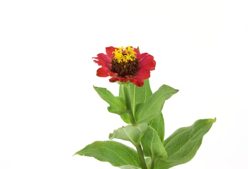 Red flower (Helenium autumnale) over white