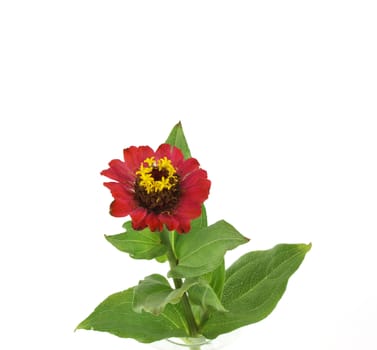 Red flower (Helenium autumnale) over white