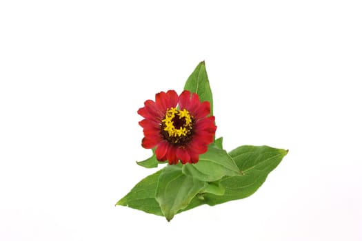 Red flower (Helenium autumnale) over white