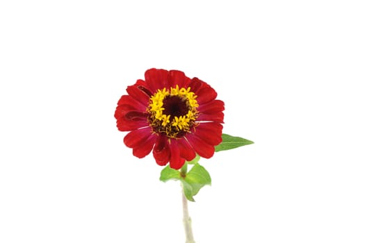 Red flower (Helenium autumnale) over white