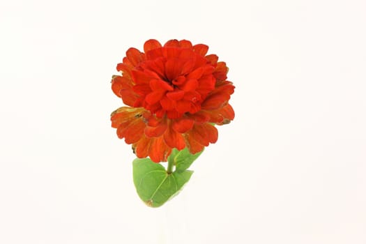 Red flower (Chrysanthemum) over white