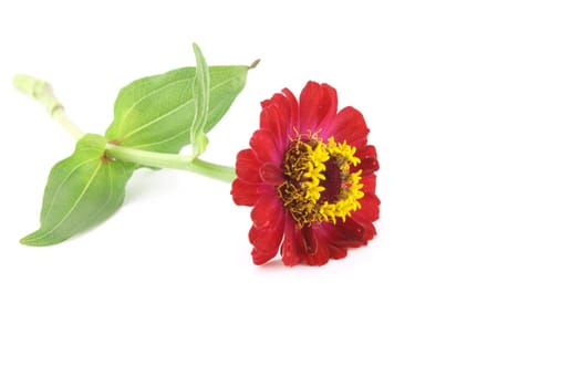 Red flower (Helenium autumnale) over white