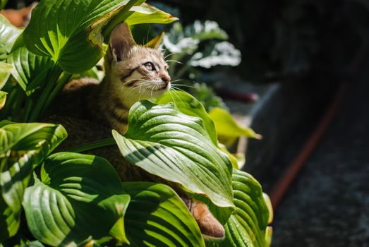 Little kitten playing in the garden close up