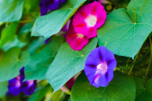 Beautiful violet and pink flowers of bindweed