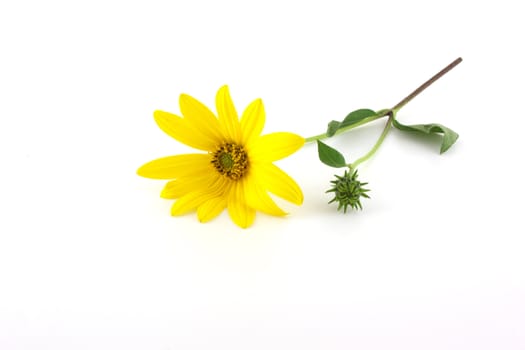 Yellow flower over white