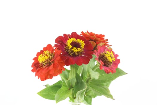 Red flowers (Helenium autumnale) over white