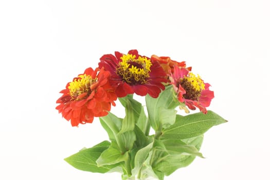 Red flowers (Helenium autumnale) over white