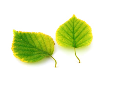 Two autumn leaves of birch over white