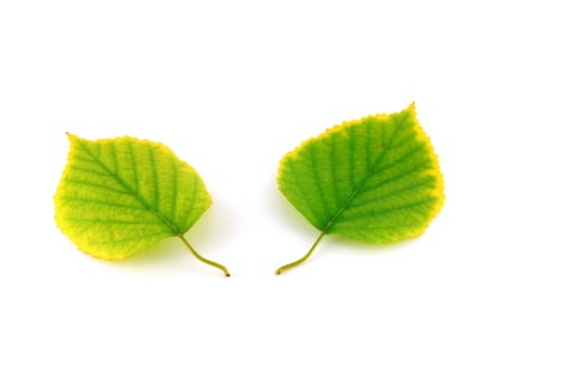 Autumn leaves of birch on white