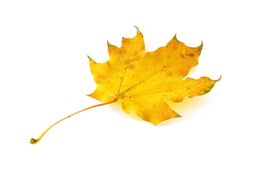 Autumn leaf of maple over white