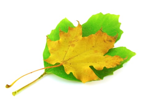 Autumn yellow leaf of maple on green leaf