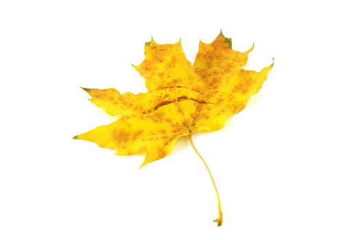 Autumn yellow leaf of maple