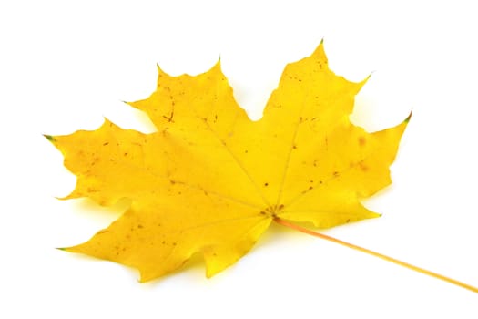 Autumn yellow leaf of maple over white