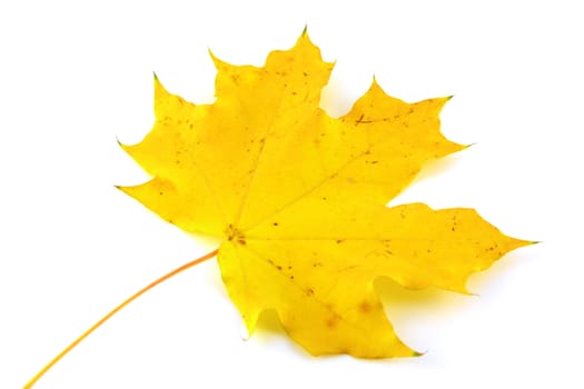 Autumn yellow leaf of maple over white