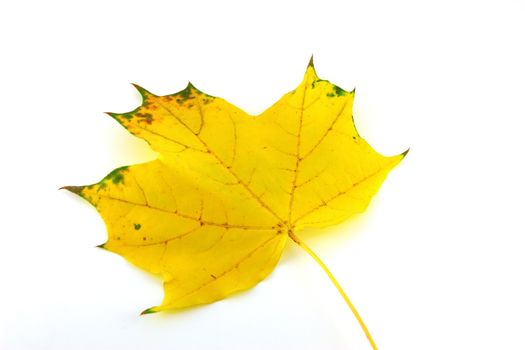 Autumn leaf of maple over white