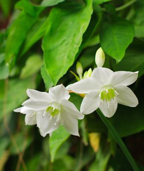 White flowers in garden