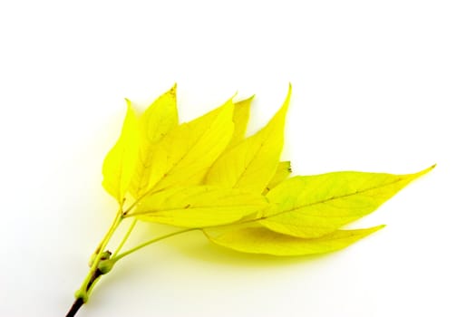 Twig with autumn leaves over white