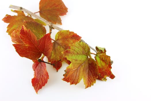 Twig with autumn leaves