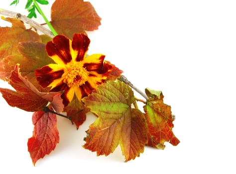 Twig with autumn leaves and beautiful flower