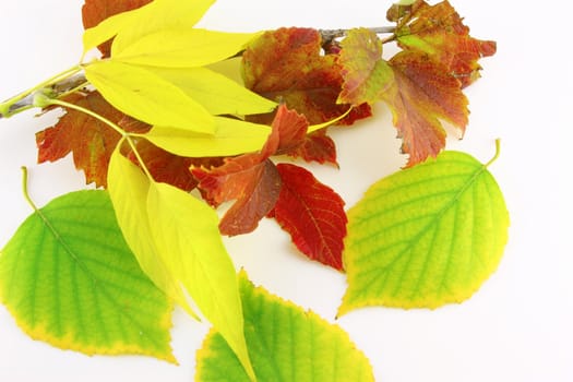 Twigs with autumn color leaves over white