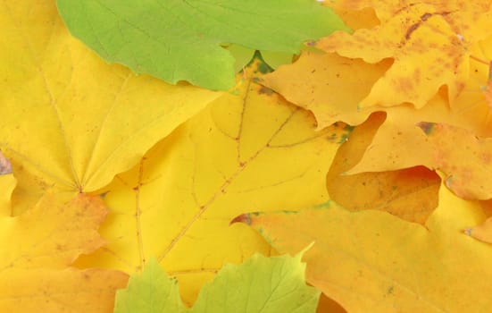 Abstract background with autumn leaves