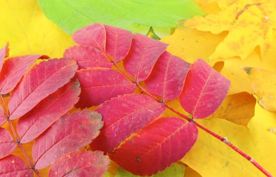 Abstract background with color autumn leaves