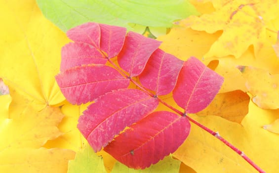 Abstract background with color autumn leaves