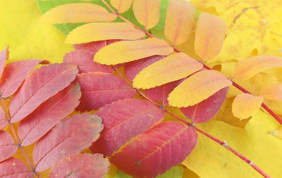 Abstract background with color autumn leaves