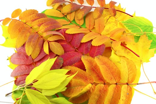 Abstract background with color autumn leaves