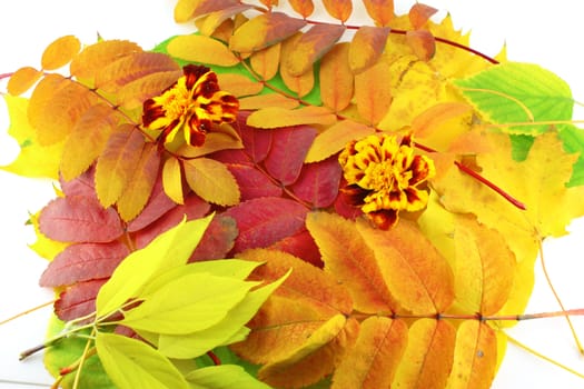 Abstract background with color autumn leaves and beautiful flowers