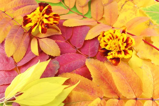 Abstract background with color autumn leaves and beautiful flowers