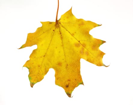 Autumn leaf of maple over white